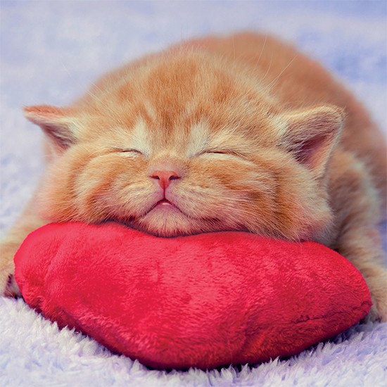 Ginger cat card