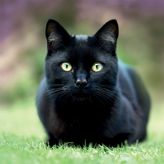 Black cat card