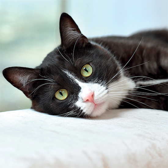 Black and white cat card