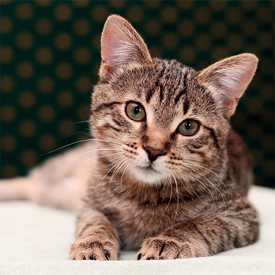 Tabby cat card